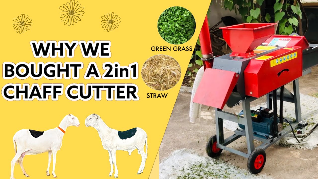 WHY WE BOUGHT A CHAFF CUTTER. THIS MACHINE IS IDEAL FOR EVERY LIVESTOCK FARMER | SHEEP FARMING 2023