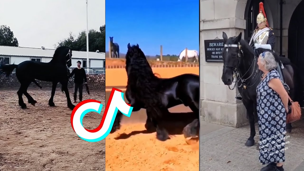 The Best HORSE 🐎 TikTok Compilation #140