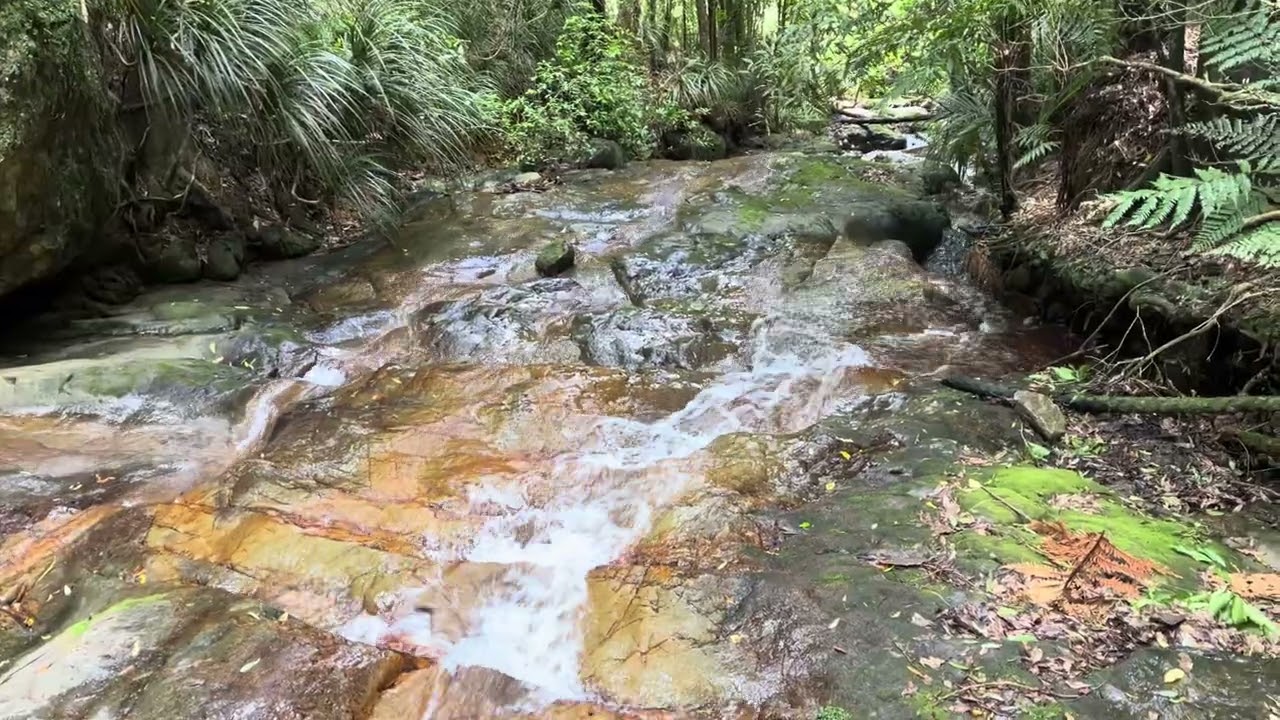 Waterfall in the Bush in the Kaimai Mountains 