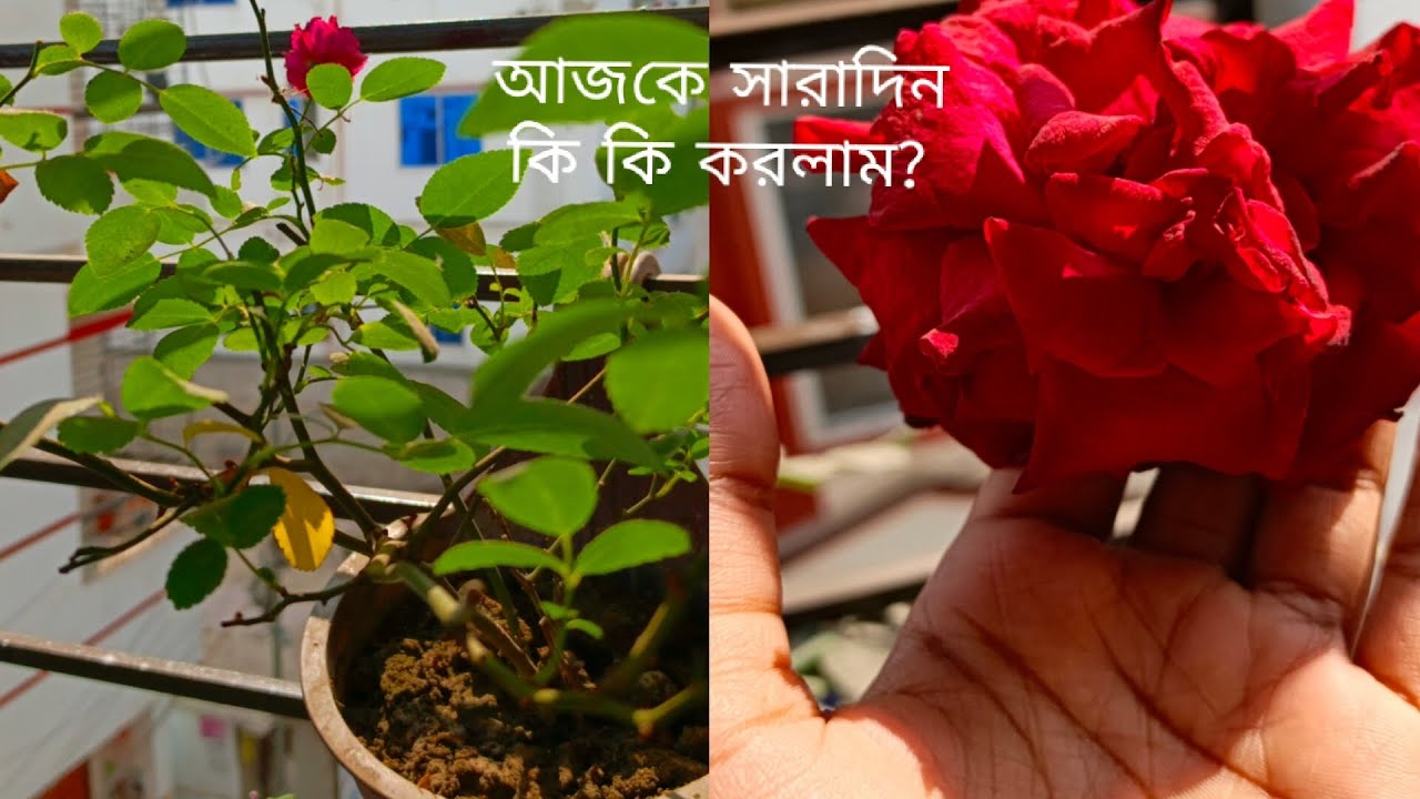 আজকে সারাদিন কি কি করলাম?🙄