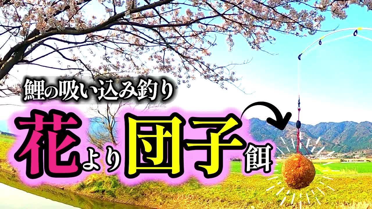 【春鯉釣り】桜を見ながらダンゴを食べて吸い込みダンゴは食べずに投げる【DAISO穴釣り用ミニロッド】【BGMなし】