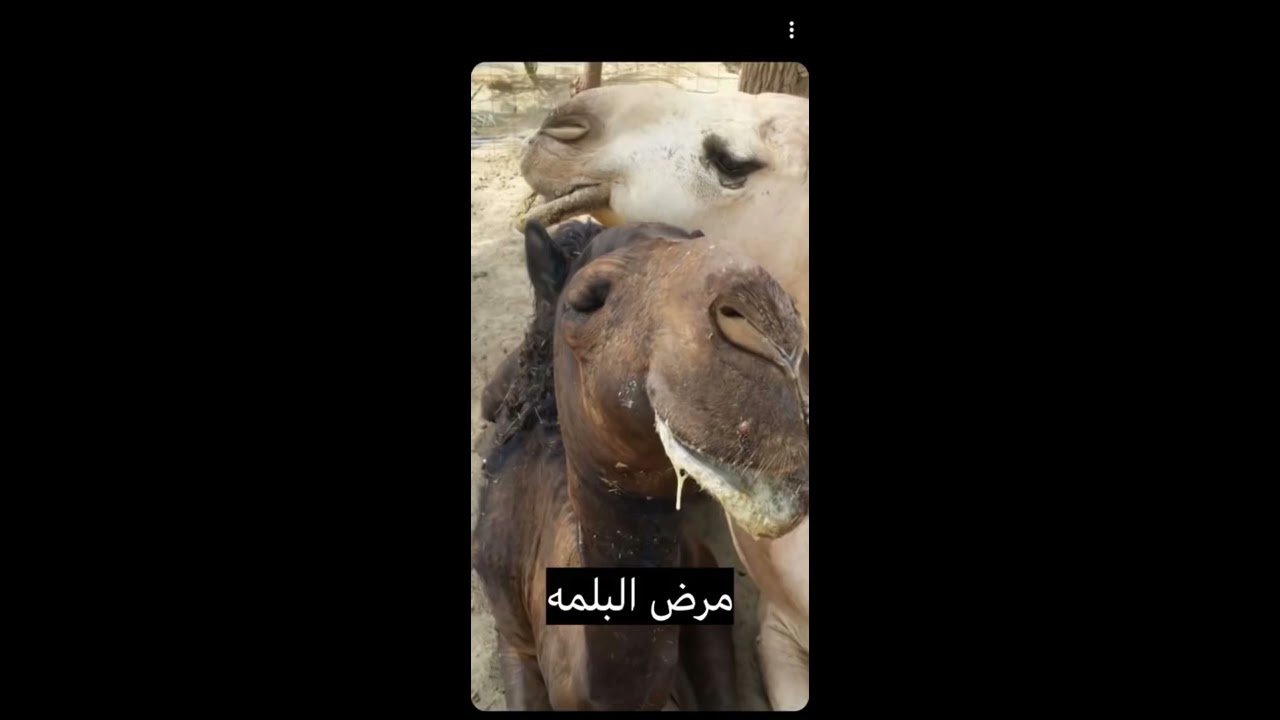 مرض البلمه اللي ينفخ روس الابل ومرض الجدري مع الدكتور مالك