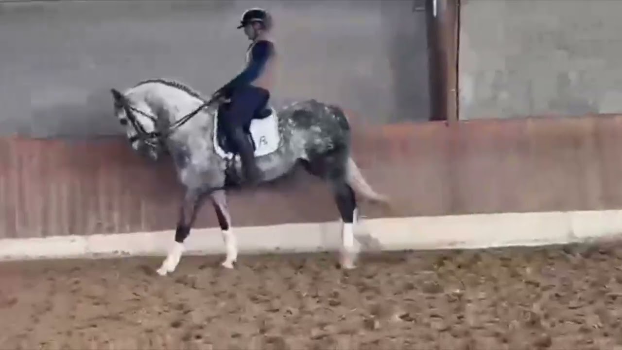Silencio FS dressage