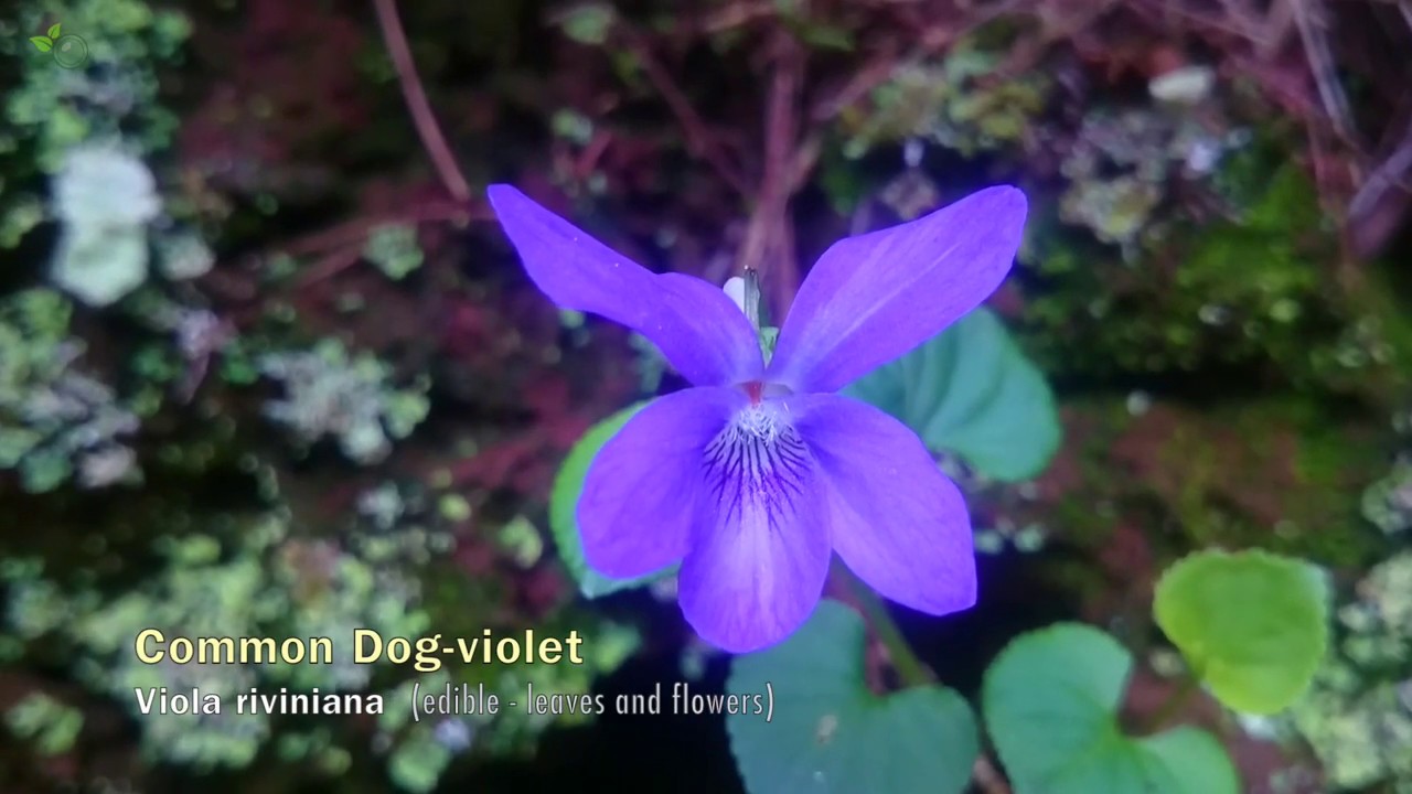 Common Dog-violet (Viola riviniana)