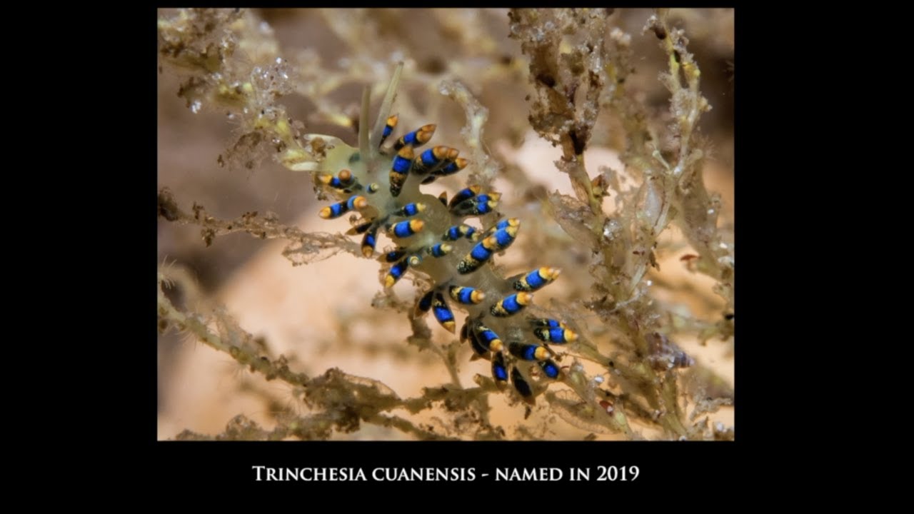 Wildlife Wednesday | How to Find Nudibranchs