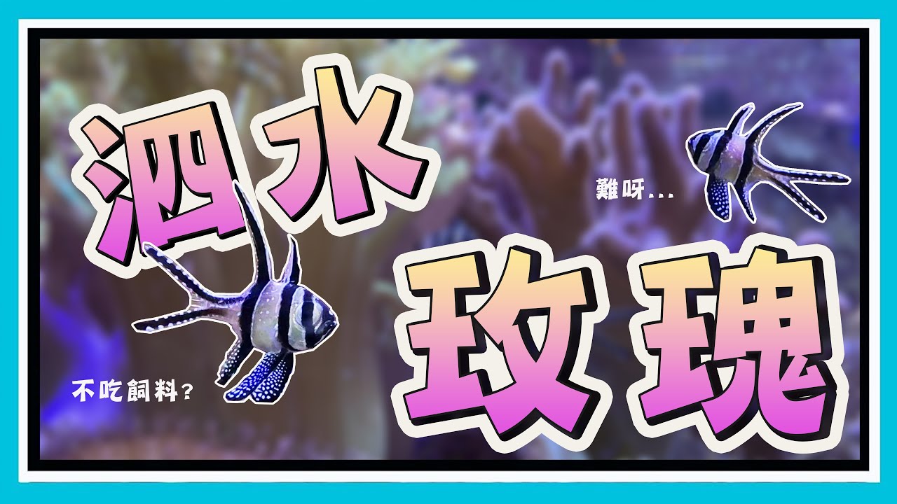 挑食的大魔王? 泗水玫瑰訓餌全攻略!!     【阿宅 X Dane's Aquarium】