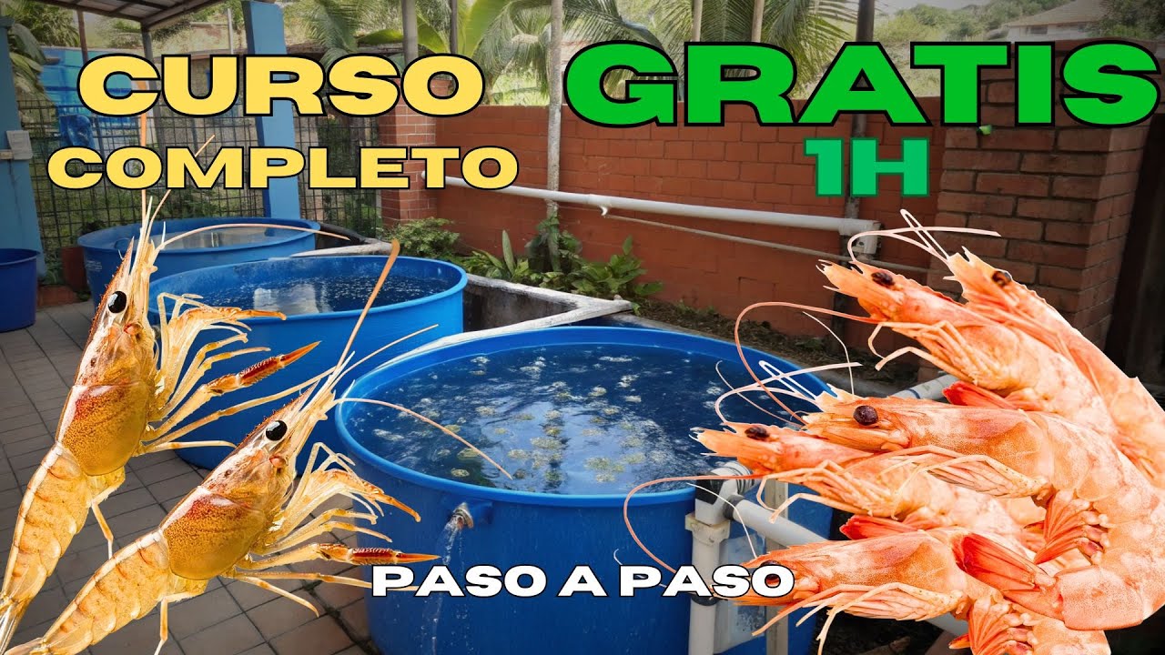 Curso GRATIS de Cría de Camarón Completo: Aprende Fácil y en Casa