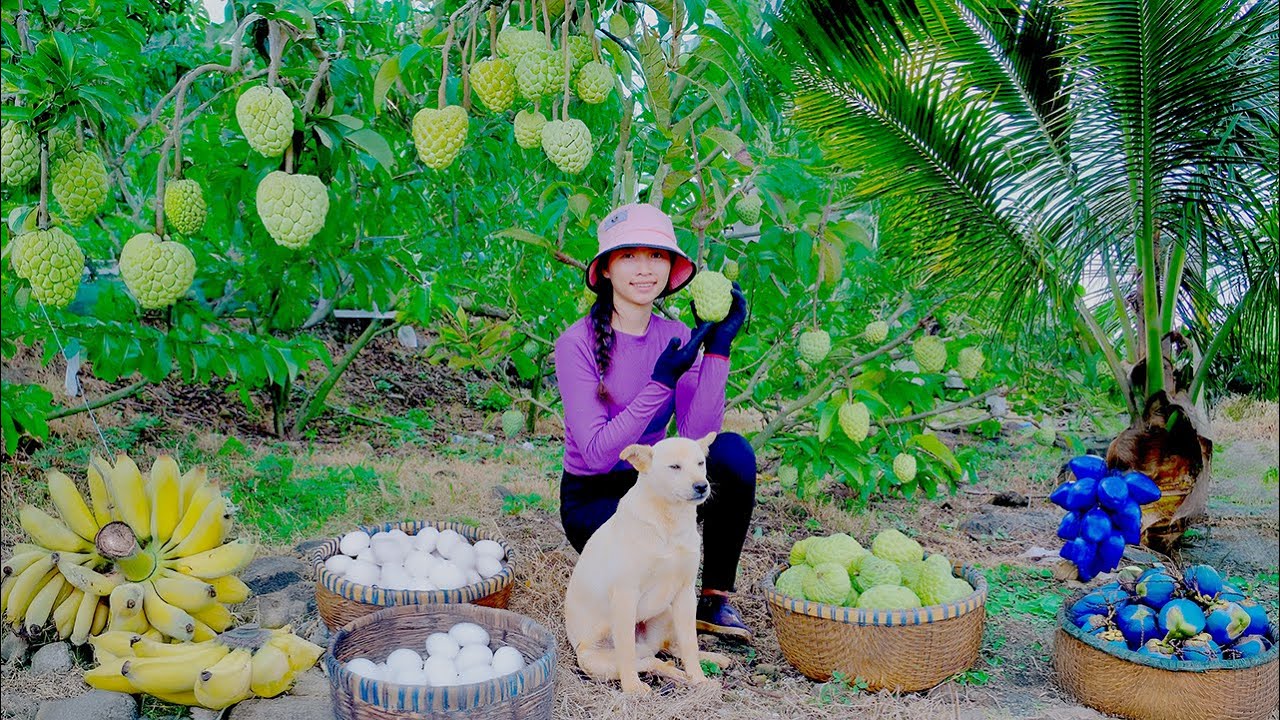 Harvest, Sell, Cook: Custard Apple, Blue-Green Coconut, Yellow Banana, Duck Eggs – Garden, Livestock