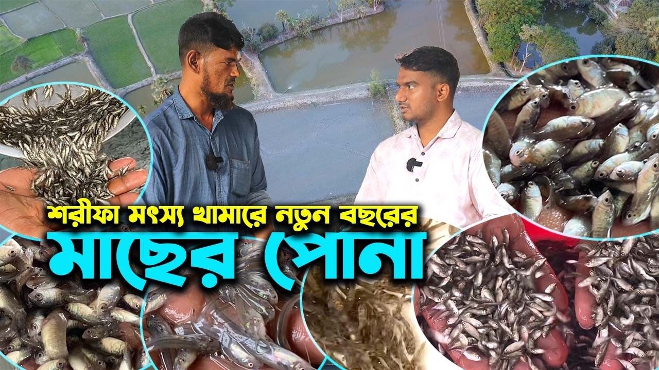 যশোরের শরিফা মৎস্য খামারে নতুন বছরে চাষের জন্য মাছের পোনা কিনুন | Ep-1041