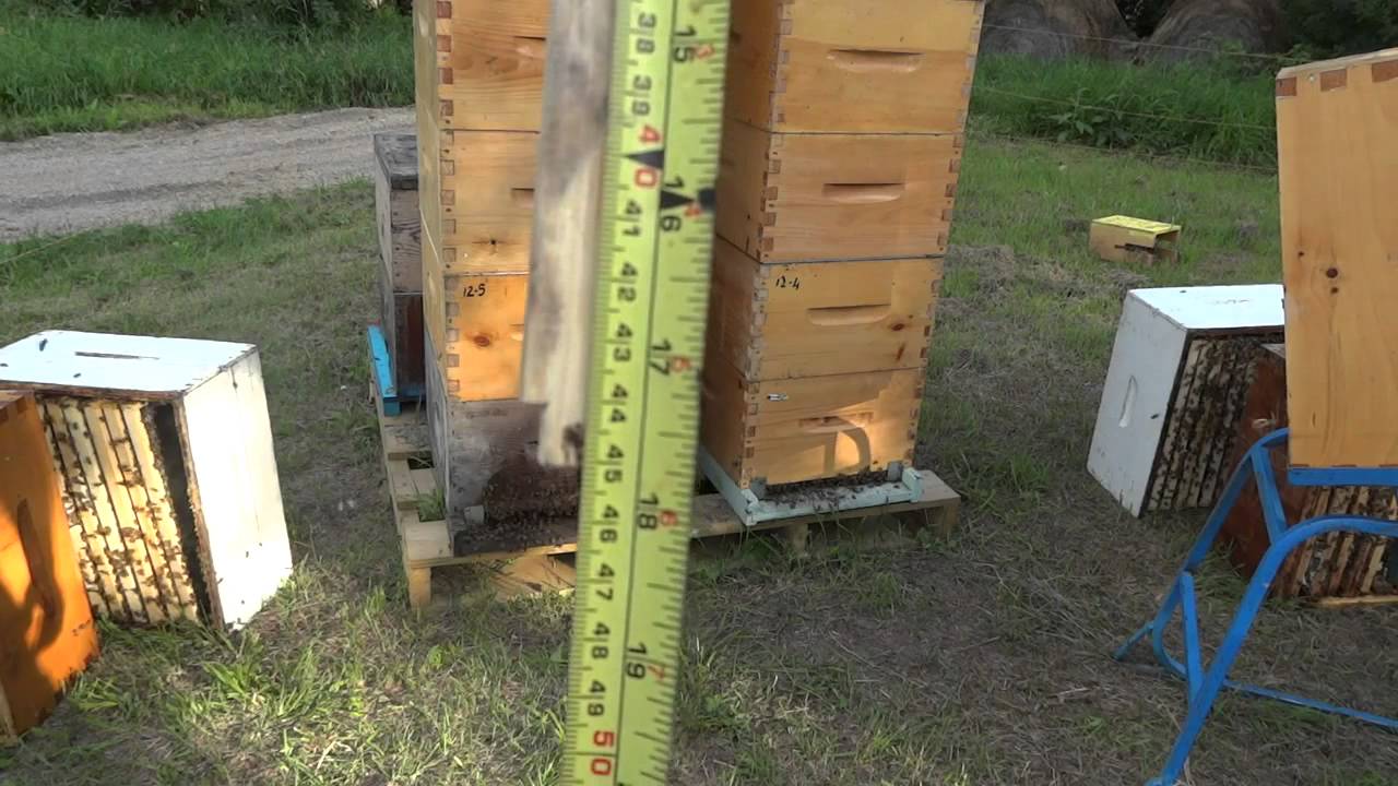 Apicultura la distanta 40  Raspunsuri 1