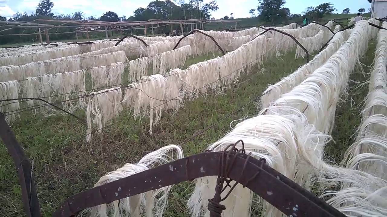 Drying Process
