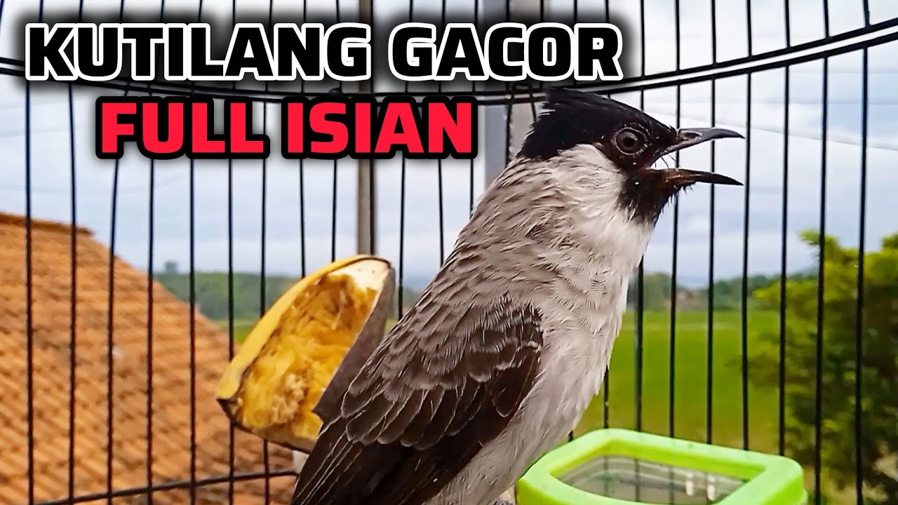 KUTILANG GACOR FULL ISIAN AMPUH UNTUK MASTERAN KUTILANG MALAS BUNYI