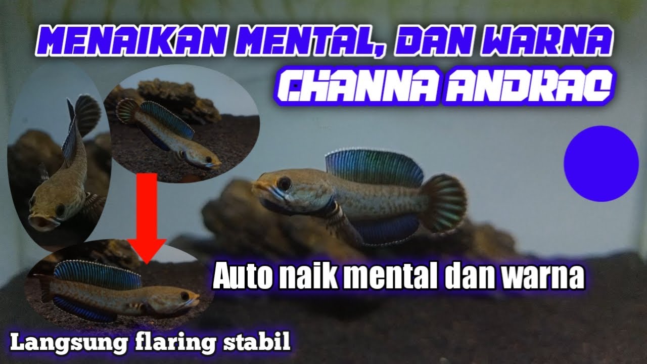Cara melatih mental dan menaikan warna Channa Andrao.