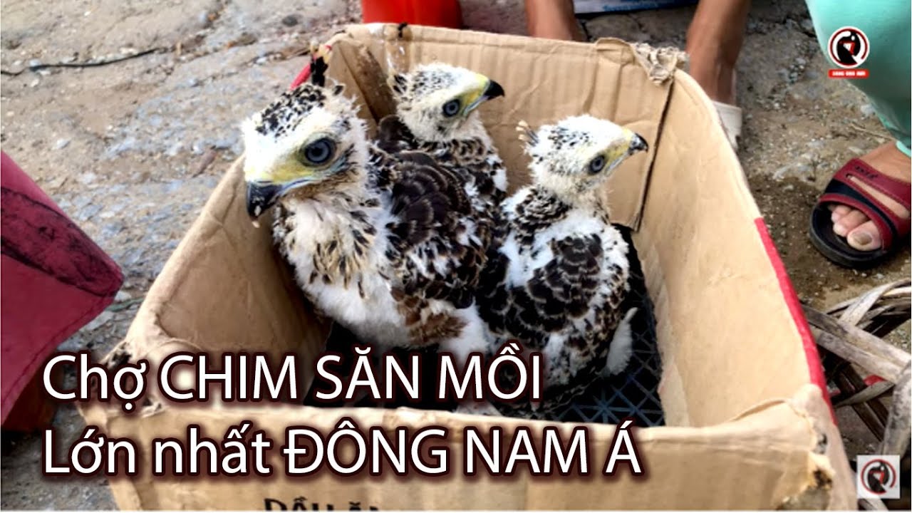 Chim săn mồi tại chợ phiên chợ chim cảnh lớn nhất Việt Nam Wild bird market in Vietnam