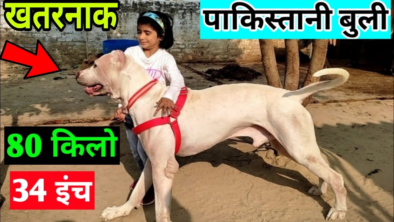4 लाख का Indian Bully 🔥| The World's Biggest Pakistani Bully in Haryana | Bully Kutta |