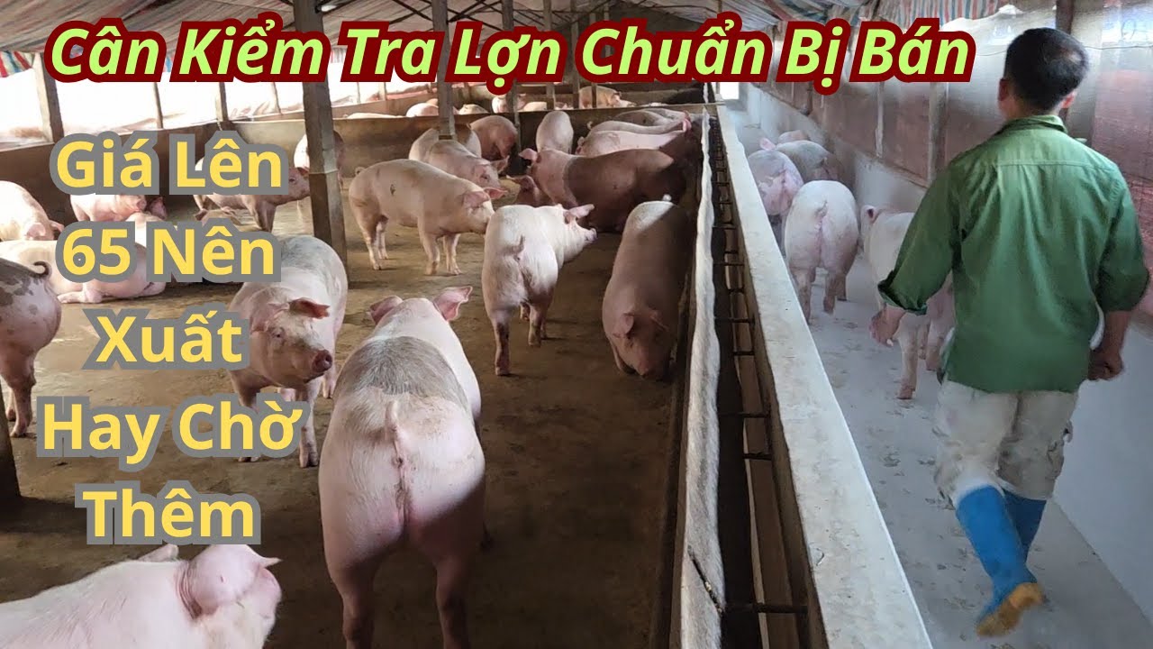 Cân Kiểm Tra Lợn Chuẩn Bị Bán, Giá Lên 65 Nên Xuất Hay Chờ