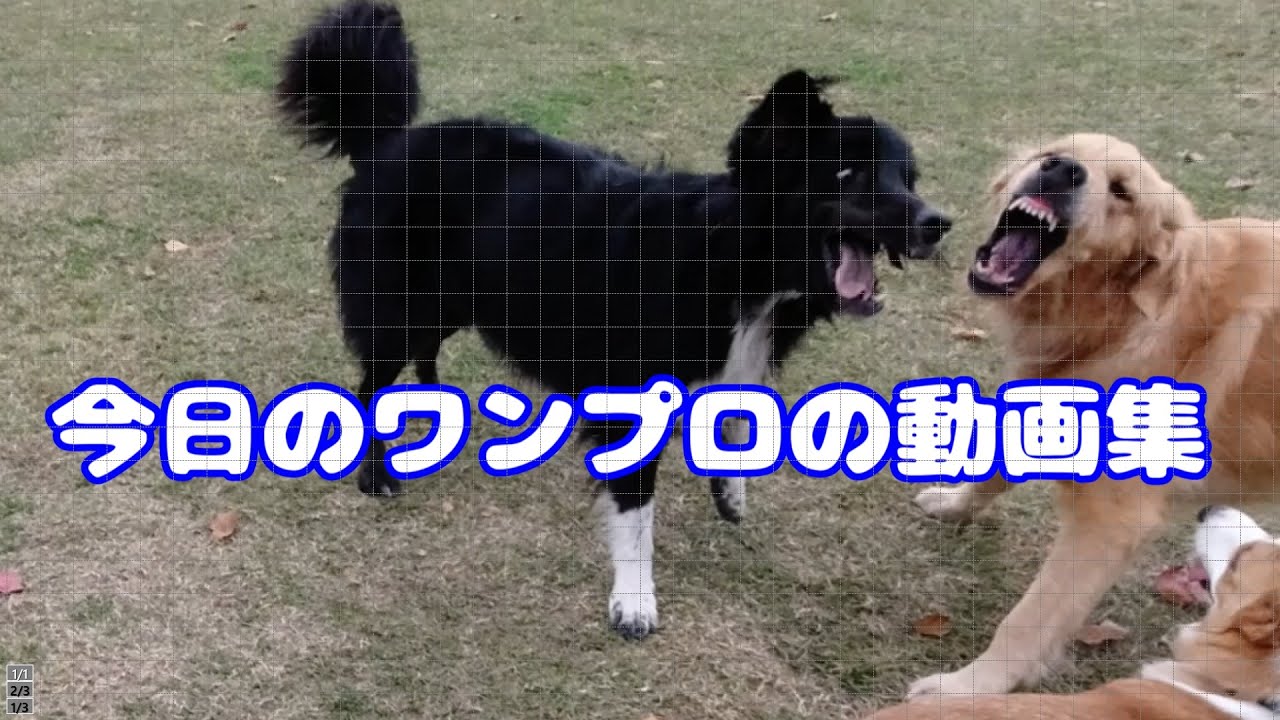 ゴールダー犬ソックと仲間のワンプロ集
