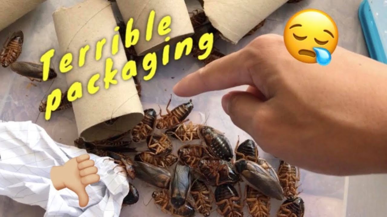Dubia Roach Unboxing GONE WRONG ~ ALL DEAD ?!?!