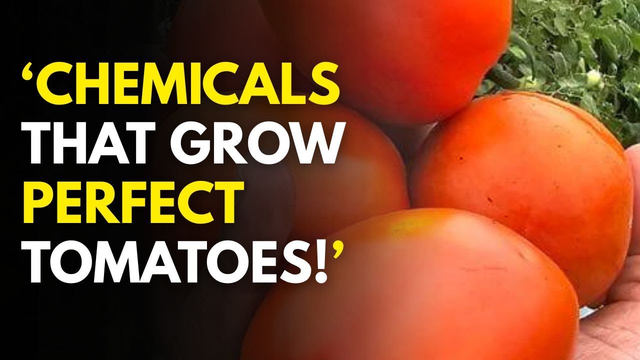 Tomato Farming in Kenya: My Chemical Guide from Seed to Harvest