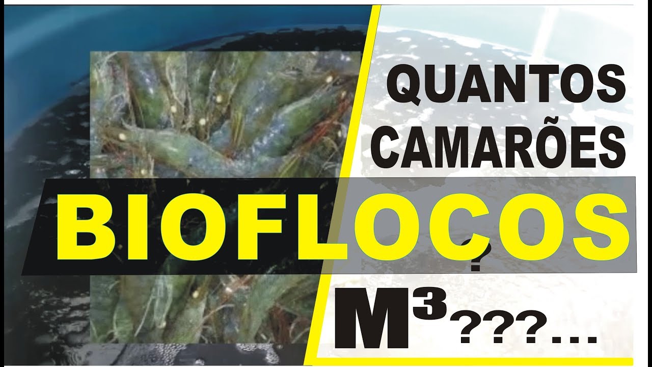 BIOFLOCOS - QUANTOS CAMARÕES POR M³???...