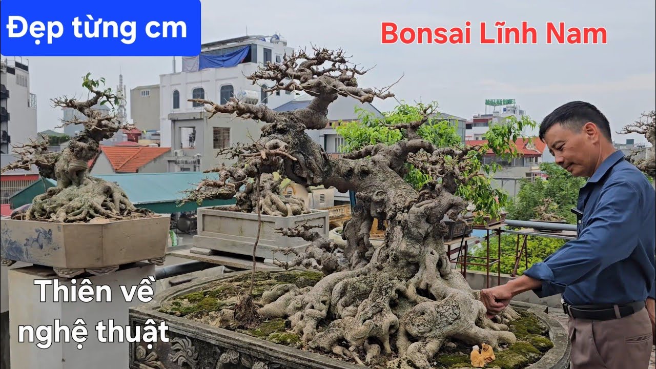 Chiêm ngưỡng đã mắt vườn cây đẳng cấp của anh Đán ở Gia Lâm Hà Nội 