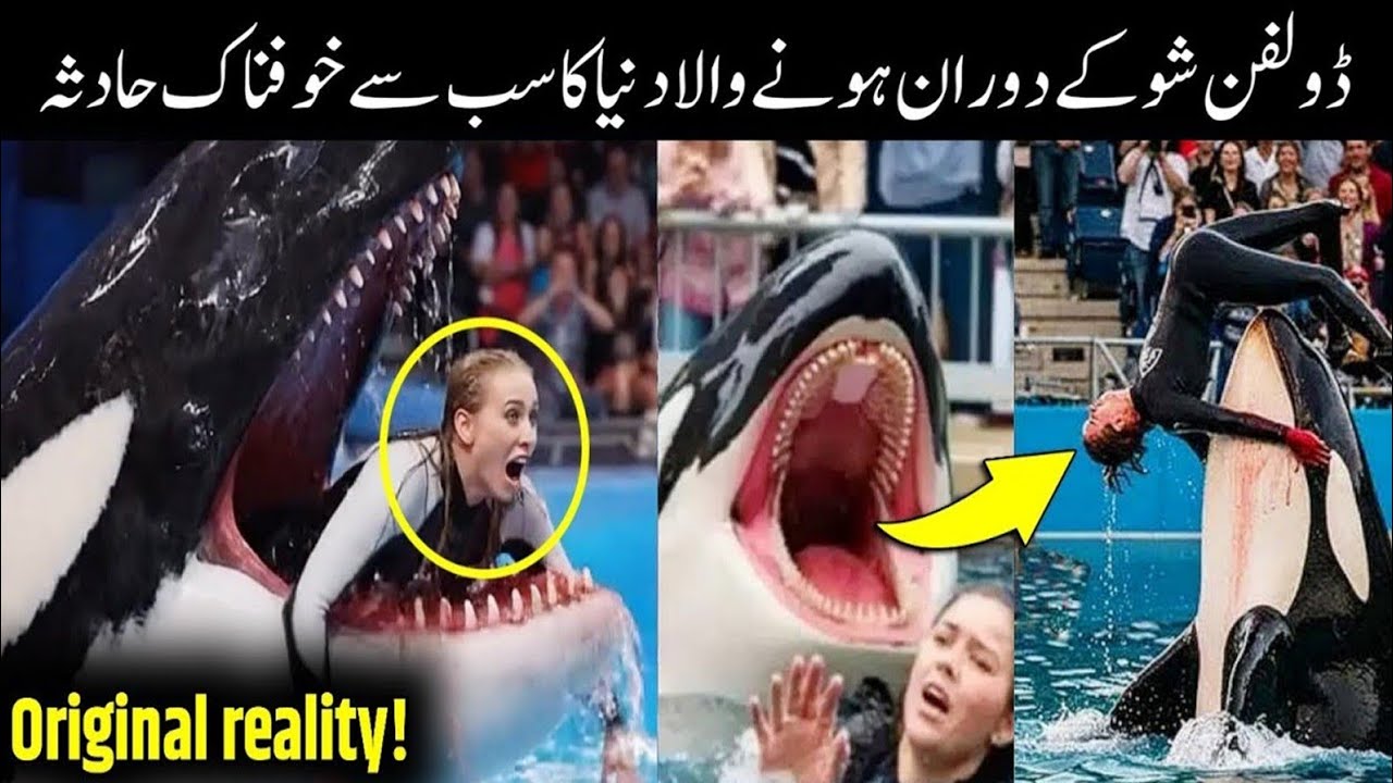 Jessica Radcliffe&rsquo;s Last Moments 😱 | The Shocking Truth About the Dolphin Attack
