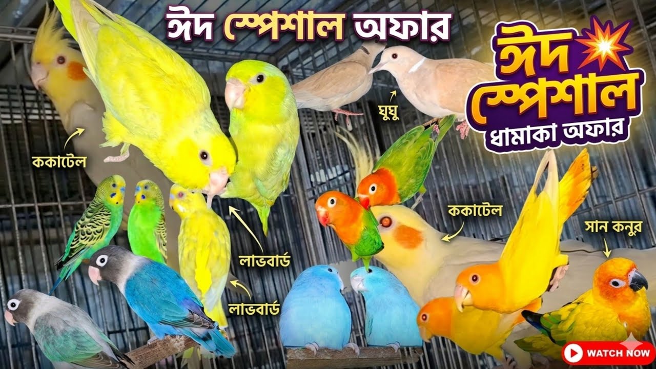 চলছে ঈদ অফার । দ্রুত সংগ্রহ করুন। লাভ বার্ড ।ককাটেল ।বাজিগার। ফরপাস