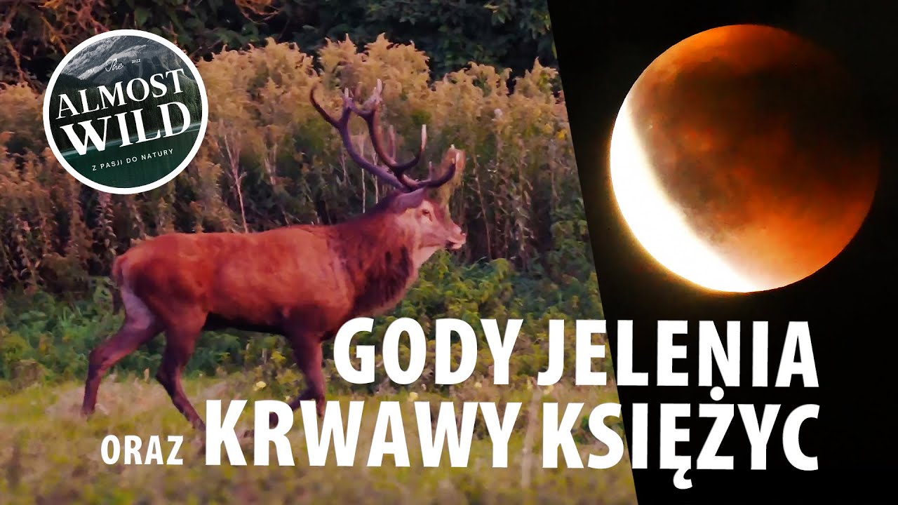 Rykowisko czyli Gody Jelenia Szlachetnego  i krwawy księżyc w 2025 roku