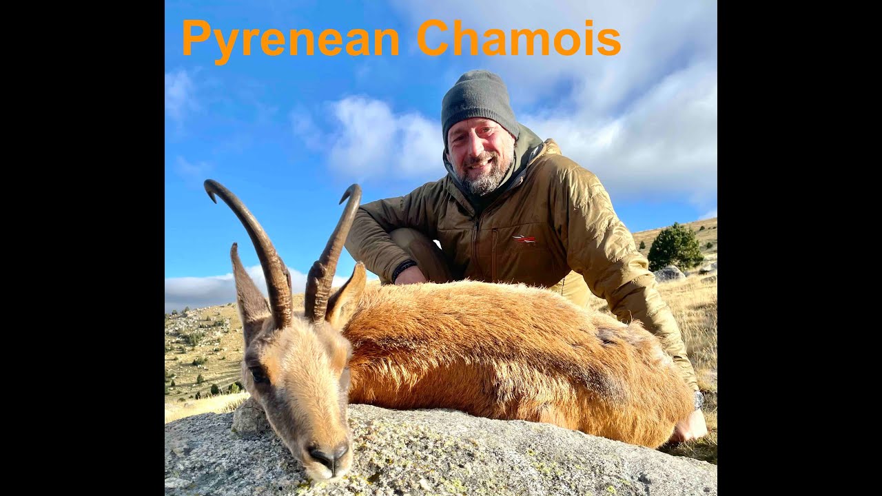 Caza del sarrio Pirenaico / Pyrenean chamois hunting