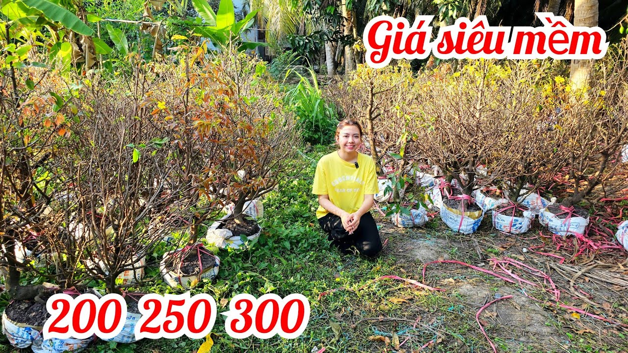 Em Thảo 📲 O34236O363 giá chỉ vài trăm 1 cây mai giảoThủ Đức 10/3 Bến Tre (@Maivàngquêdừa)