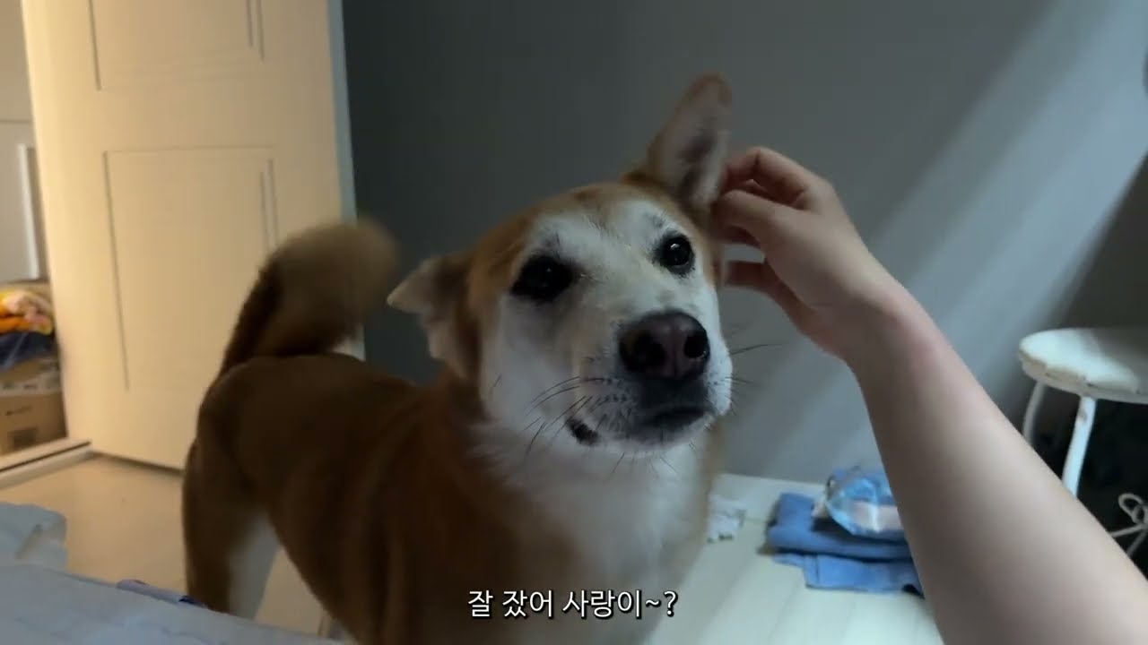 안락사 앞둔 유기견 구조 후 여행데려갔습니다ㅣ【캠핑견 성장 일기】
