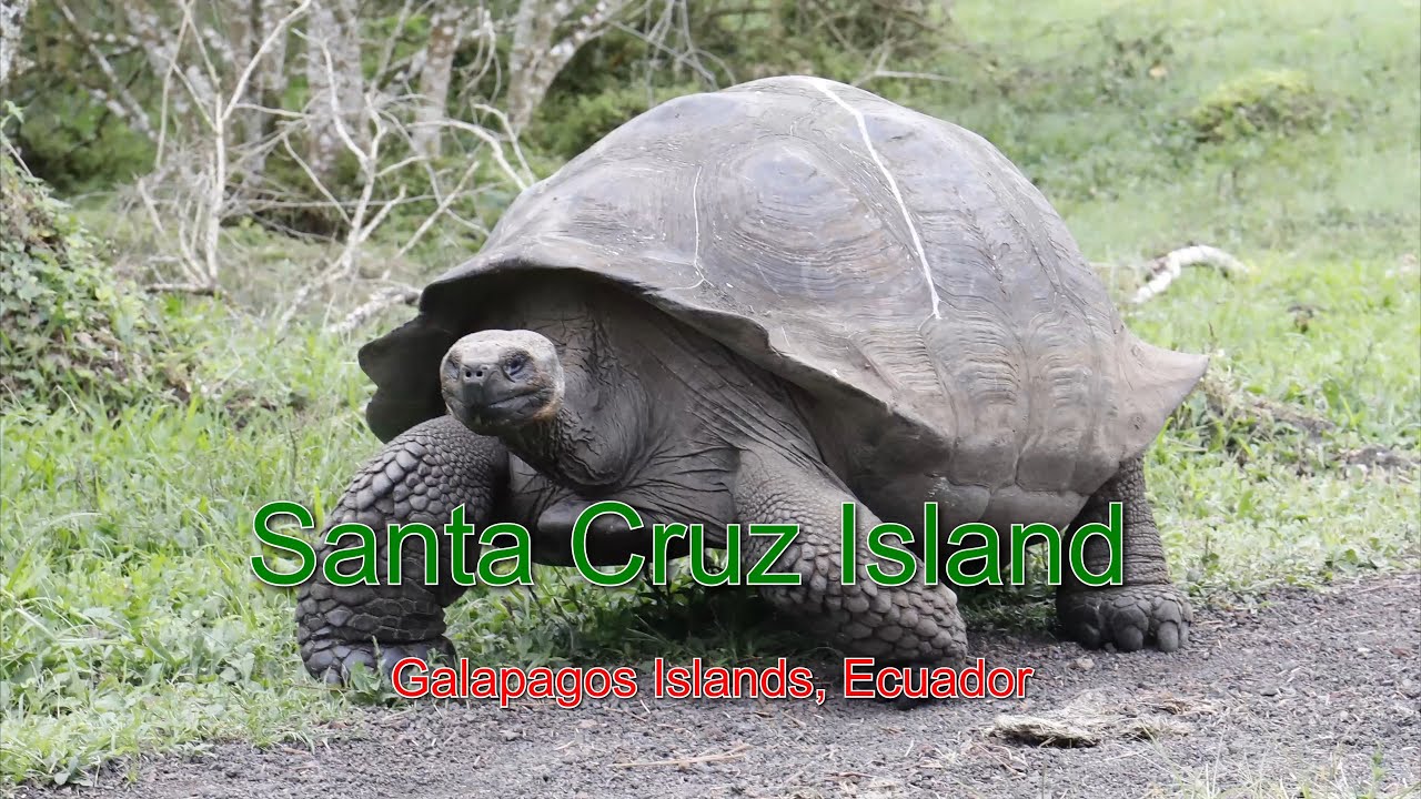Santa Cruz Island, Galapagos, Ecuador | 厄瓜多尔, 加拉帕戈斯群岛, 圣克鲁斯岛旅行随记