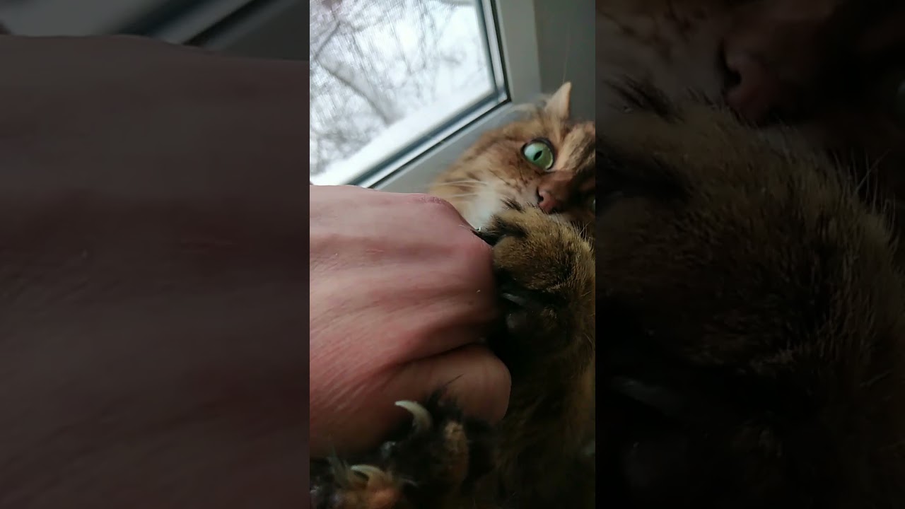 Друг и соплеменник котика💕 #маня