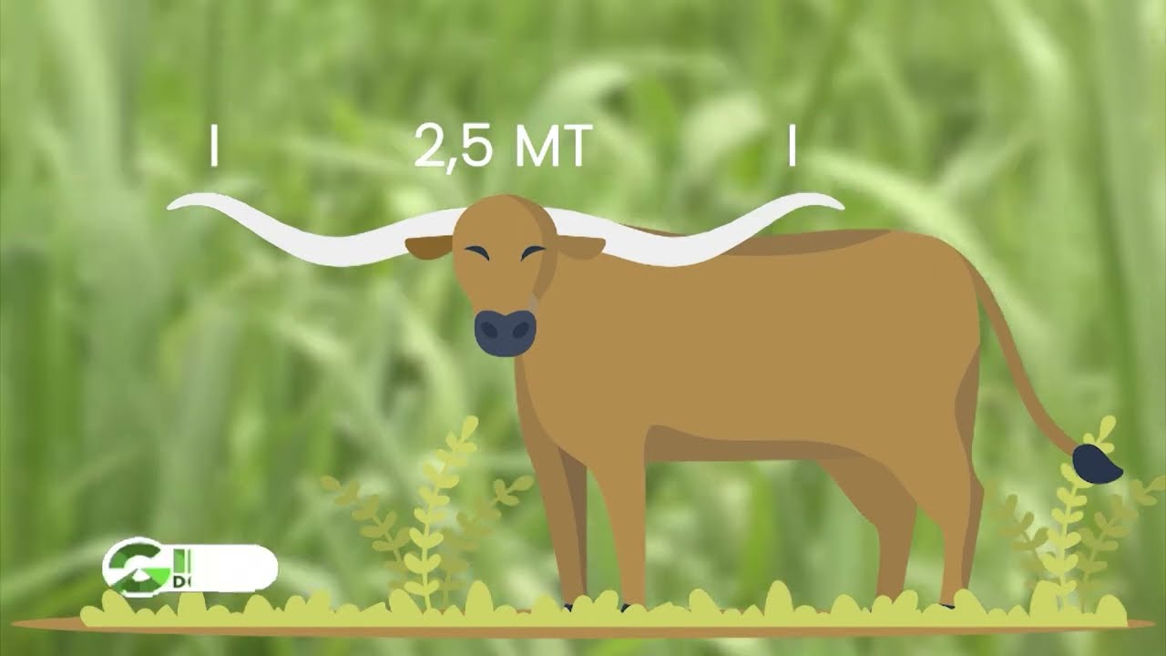 RAÇAS E SUAS CURIOSIDADES: TEXAS LONGHORN