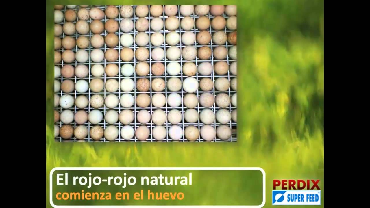 Avances técnicos en la cría de perdiz roja