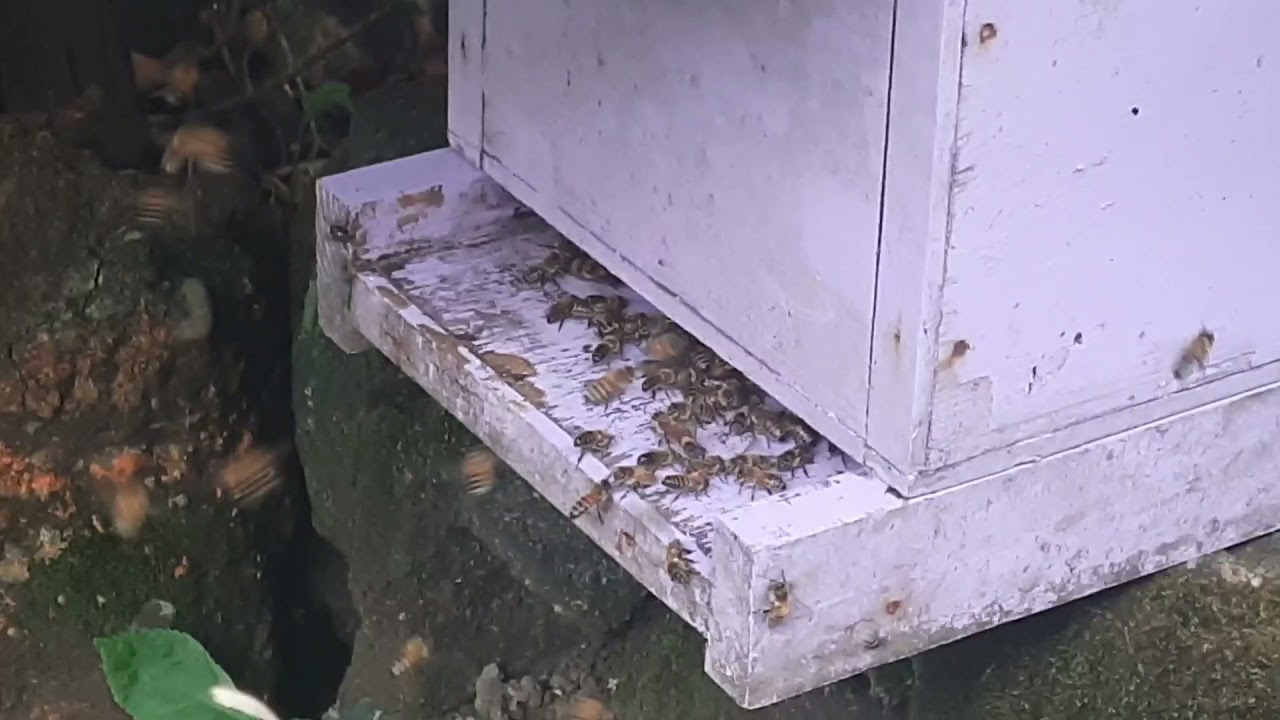 Beekeeping in The Philippines| First Day