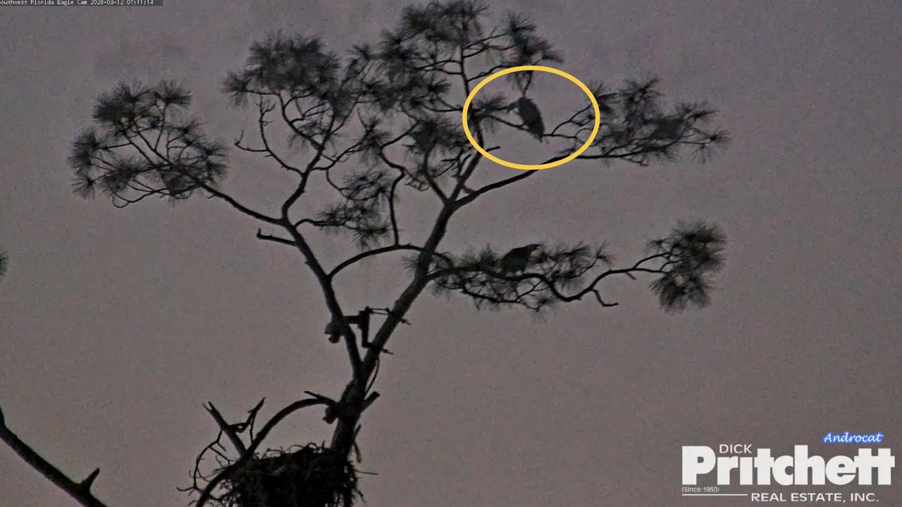 SWFL Eagles 3-12-26.  M15 CHASES INTRUDER OUT OF NEST TREE!  + Flushes Intruder in the Pasture!