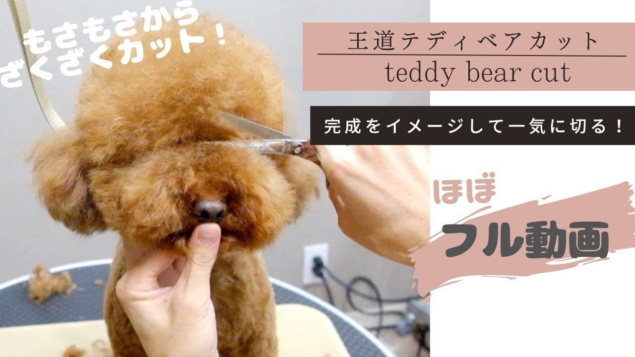 【ほぼフル動画】３ヶ月ぶりのもさもさプードルをざくざくカット！！