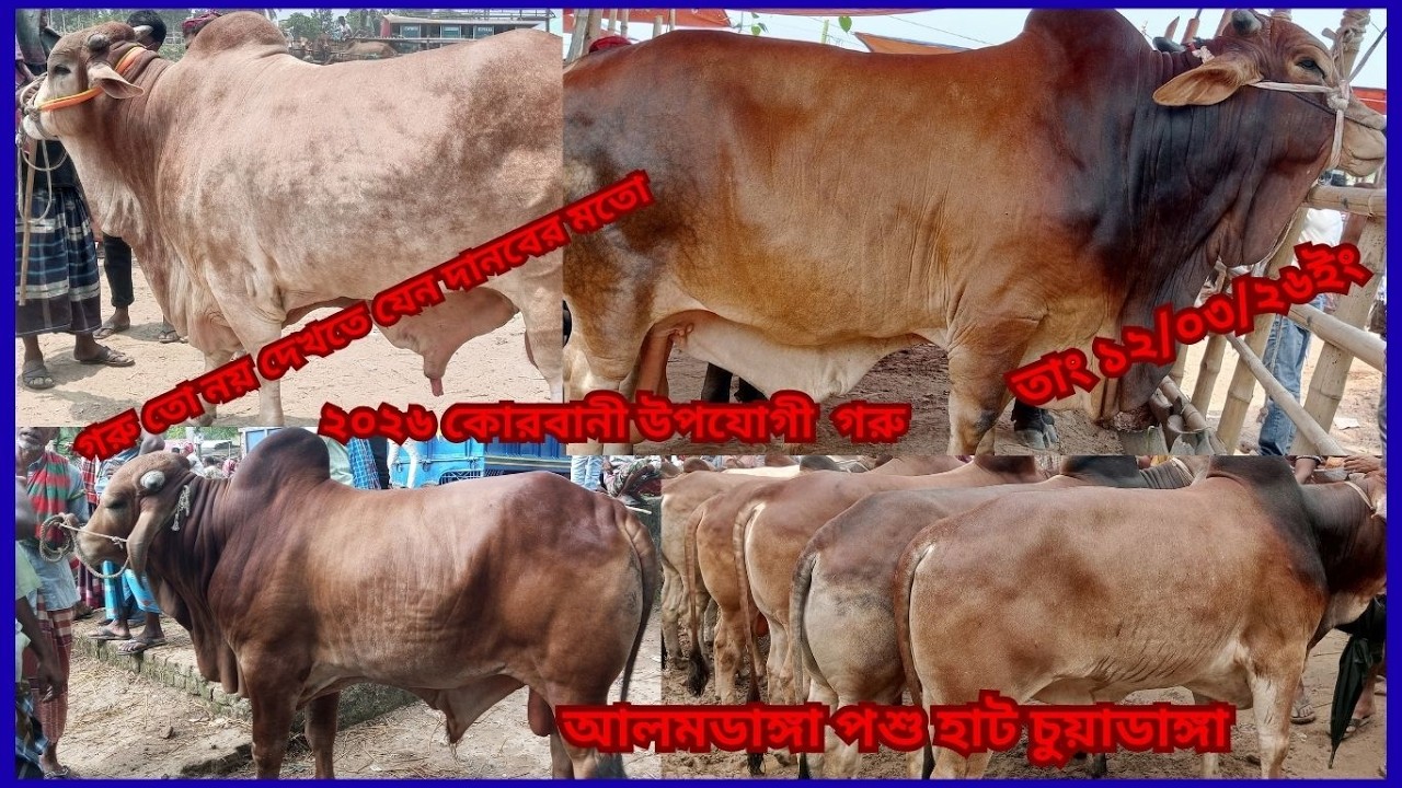 অবিশ্বাস্য মূল্যে সেরা সব গরু কালেকশন আলমডাঙ্গা পশু চুয়াডাঙ্গা ।#cowpricein bangladesh#