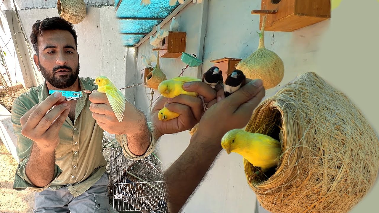 Sabtain Ka Surprise Flop Hogea😅Mainy New Birds Dekh lye