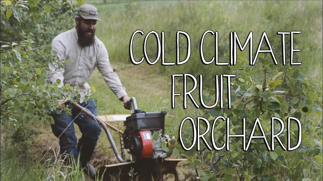 Cold Climate Fruit Orchard | Northern Gardens