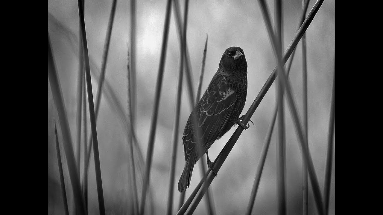 Classic Poetry: The Darkling Thrush by Thomas Hardy (Lark Recordings)