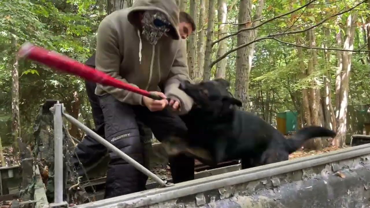 Malinois Max & GSD Brutus courage test and switch bite