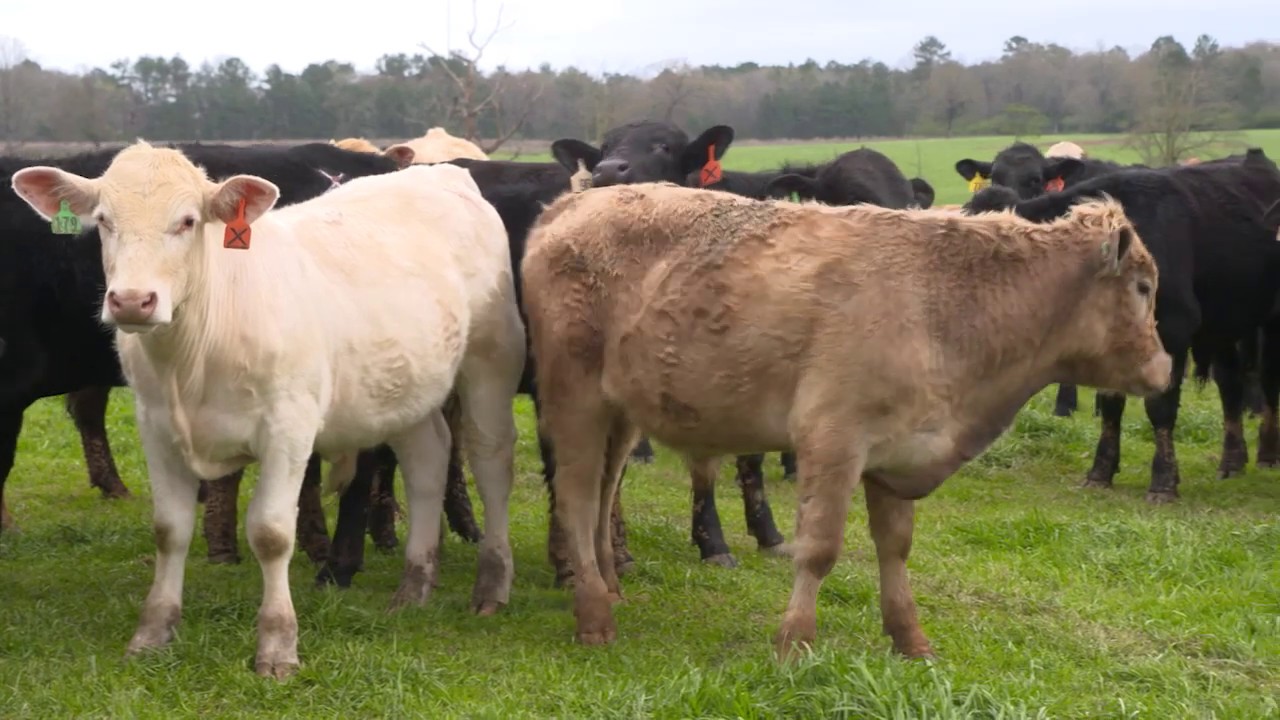 Controlling Internal Parasites with Safeguard