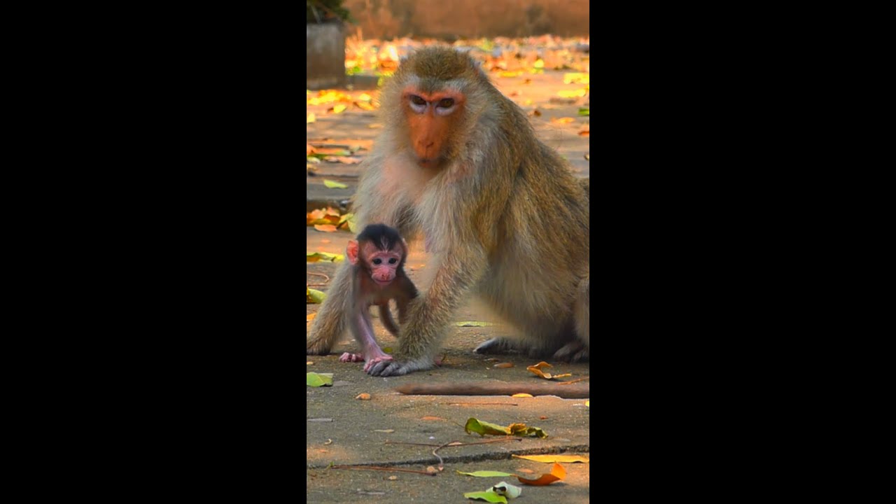 Baby TENA is learning to walk in front of her mother.