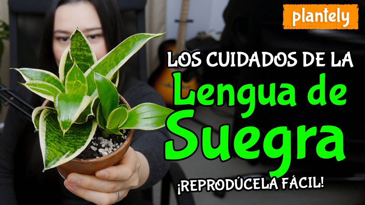 Cómo Cuidar y Reproducir la Planta Lengua de Suegra, Espada de San Jorge, Sansevieria Trifasciata