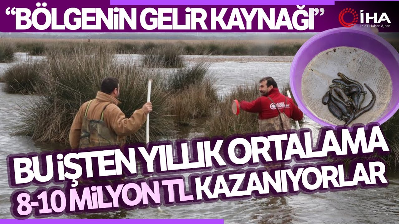 Tıbbi Sülükler Onlar İçin Ekmek Kapısı Oluyor