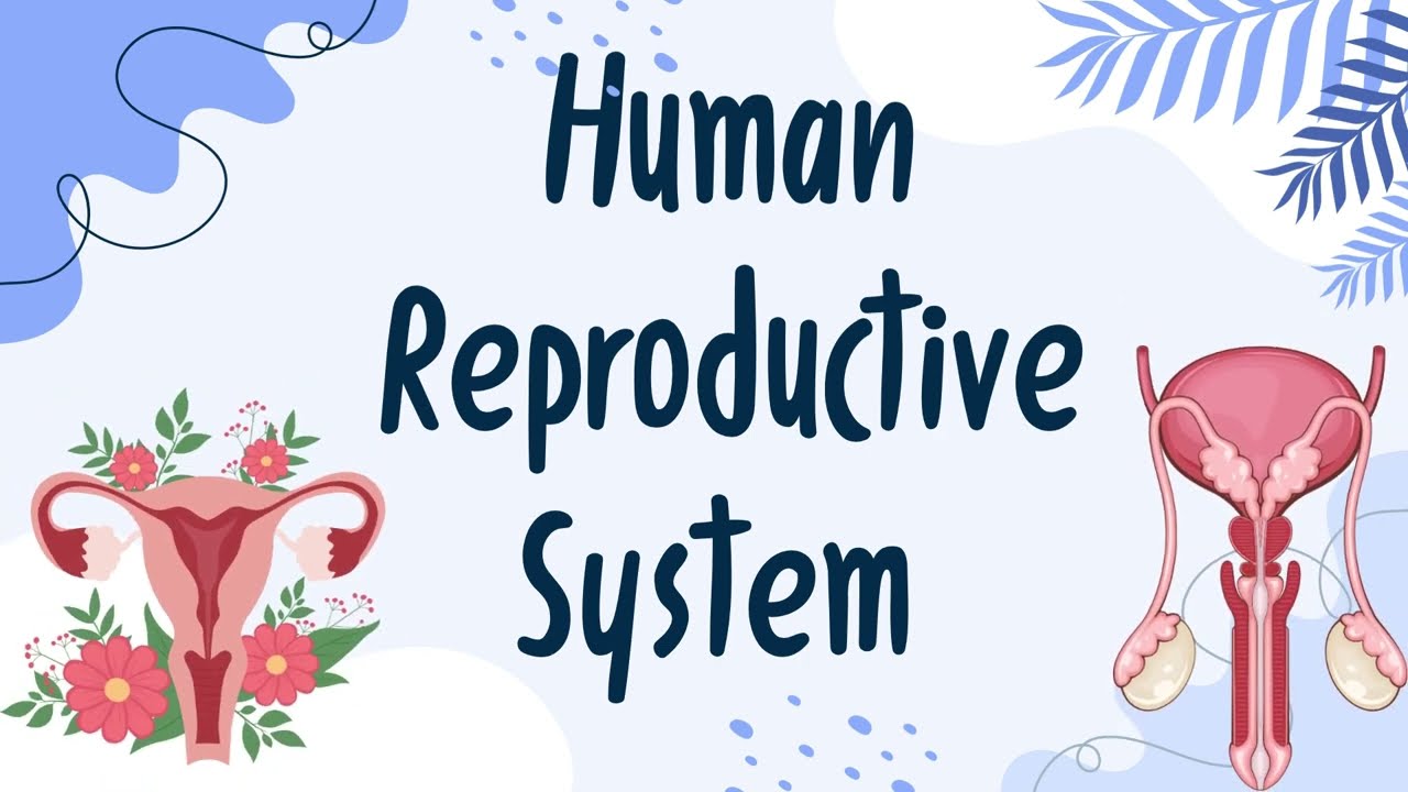 GRADE 5 SCIENCE REVIEW QUIZ  Human Reproductive System