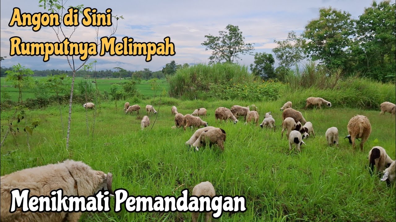 Menikmati Alam Sambil Angon Puluhan Domba