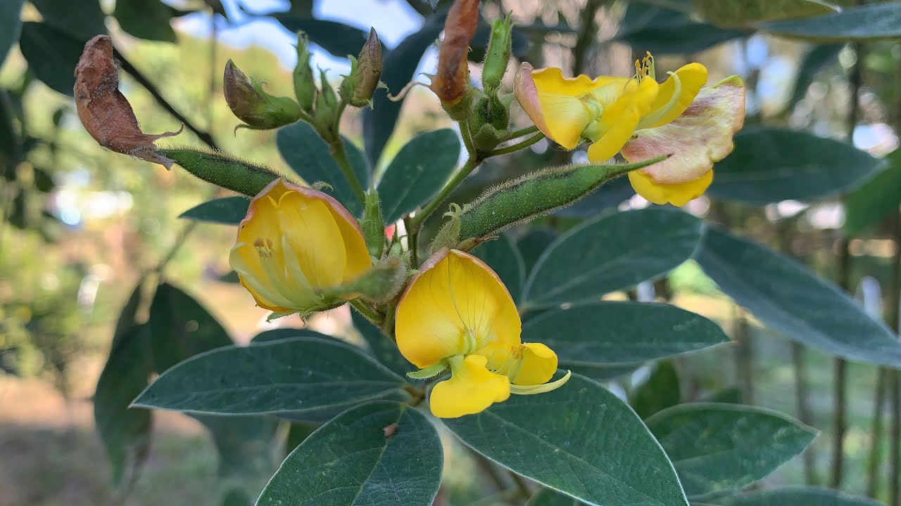 Giving Thanks For Health... and Pigeon Peas | S2E17